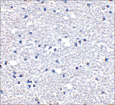 Anti-PD-1 (ab2) antibody produced in rabbit affinity isolated antibody, buffered aqueous solution