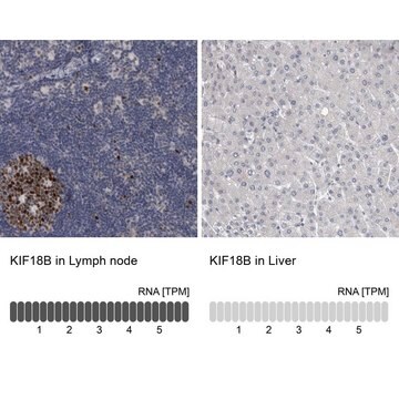 抗-KIF18B 兔抗 Prestige Antibodies&#174; Powered by Atlas Antibodies, affinity isolated antibody, buffered aqueous glycerol solution