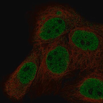 Monoclonal Anti-Mlh3 Antibody Produced In Mouse Prestige Antibodies&#174; Powered by Atlas Antibodies, clone CL14084, affinity isolated antibody, buffered aqueous glycerol solution