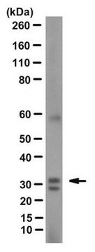 Anti-TMEPAI Antibody, clone 9F10 clone 9F10, from mouse