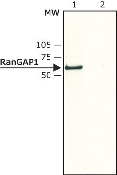 Anti-RanGAP1 in Kaninchen hergestellte Antikörper affinity isolated antibody, buffered aqueous solution, ~2&#160;mg/mL