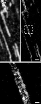 Anti-ACO2 antibody produced in rabbit Prestige Antibodies&#174; Powered by Atlas Antibodies, affinity isolated antibody, buffered aqueous glycerol solution