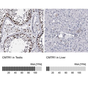 Anti-CMTR1 antibody produced in rabbit Prestige Antibodies&#174; Powered by Atlas Antibodies, affinity isolated antibody, buffered aqueous glycerol solution