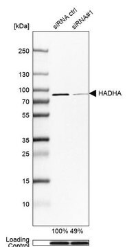 Anti-HADHA antibody produced in rabbit Prestige Antibodies&#174; Powered by Atlas Antibodies, affinity isolated antibody, buffered aqueous glycerol solution