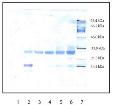 Anti-Trypsin Rabbit pAb liquid, Calbiochem&#174;