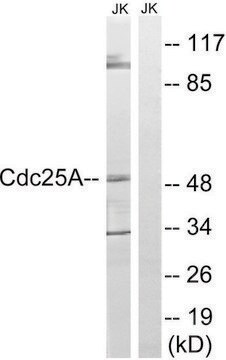 Anti-CDC25A antibody produced in rabbit affinity isolated antibody