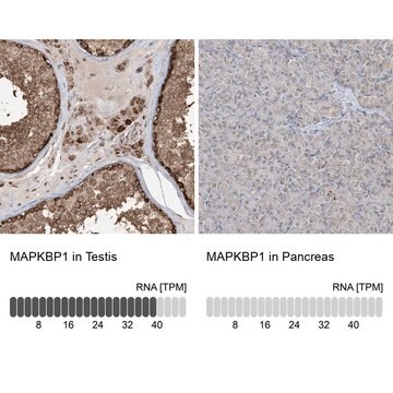 Anti-MAPKBP1 antibody produced in rabbit Prestige Antibodies&#174; Powered by Atlas Antibodies, affinity isolated antibody, buffered aqueous glycerol solution