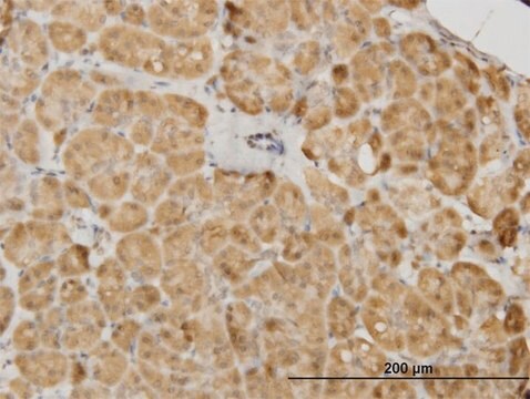 Monoclonal Anti-PDK2 antibody produced in mouse clone 5F8, purified immunoglobulin, buffered aqueous solution