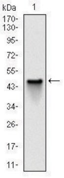 Monoclonal Anti-NQO1 antibody produced in mouse clone 4D12, ascites fluid