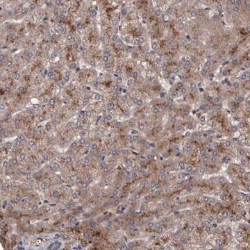 Anti-ITIH3 antibody produced in rabbit Prestige Antibodies&#174; Powered by Atlas Antibodies, affinity isolated antibody, buffered aqueous glycerol solution