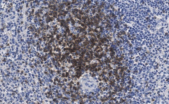 Anti-CD3d Antibody, clone 1H2 ZooMAb&#174; Rabbit Monoclonal recombinant, expressed in HEK 293 cells