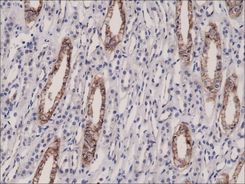 Anti-JAM1 antibody, Rabbit monoclonal recombinant, expressed in HEK 293 cells, clone RM275, purified immunoglobulin