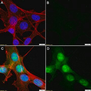 Anti-Cas9 Antibody, clone 1C12-H1 ZooMAb&#174; Rabbit Monoclonal recombinant, expressed in HEK 293 cells