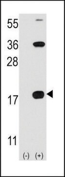 ANTI-CD3Z(C-TERMINAL) antibody produced in rabbit affinity isolated antibody, buffered aqueous solution