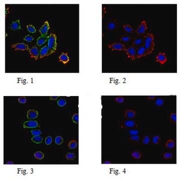 Anti-Puromycin-Antikörper, Klon 4G11 clone 4G11, from mouse