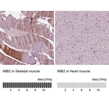 Anti-MIB2 antibody produced in rabbit Prestige Antibodies&#174; Powered by Atlas Antibodies, affinity isolated antibody