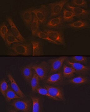 Anti-HSP27/HSPB1 antibody produced in rabbit