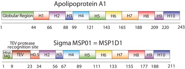 Membran-Gerüstprotein 1D1 recombinant, expressed in E. coli, buffered aqueous solution