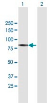 Anti-PIWIL1 antibody produced in mouse IgG fraction of antiserum