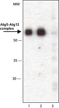 Anti-Atg5 (C-terminal) ~1&#160;mg/mL, affinity isolated antibody