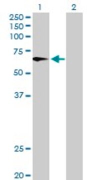 Anti-FMO4 antibody produced in mouse purified immunoglobulin, buffered aqueous solution