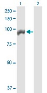 Anti-ANAPC4 antibody produced in rabbit purified immunoglobulin, buffered aqueous solution