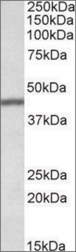 Anti-TFB2M antibody produced in goat affinity isolated antibody, buffered aqueous solution