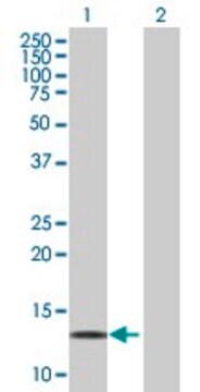 Anti-LDOC1 antibody produced in mouse purified immunoglobulin, buffered aqueous solution