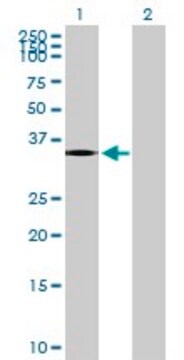 Anti-PTGDR antibody produced in mouse purified immunoglobulin, buffered aqueous solution