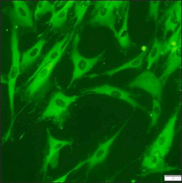 抗ビンキュリン&#8722;FITC抗体, マウスモノクロナール clone hVIN-1, purified from hybridoma cell culture