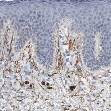 抗FBLN5抗体 ウサギ宿主抗体 Ab1, Prestige Antibodies&#174; Powered by Atlas Antibodies, affinity isolated antibody, buffered aqueous glycerol solution