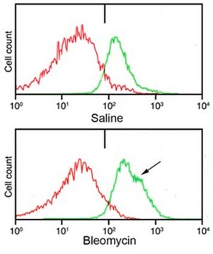 Anti-Telo-Collagen Typ&nbsp;I, A1/COL1A1 from rabbit, purified by affinity chromatography