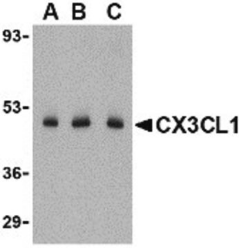 Anty-CX3CL1 affinity isolated antibody