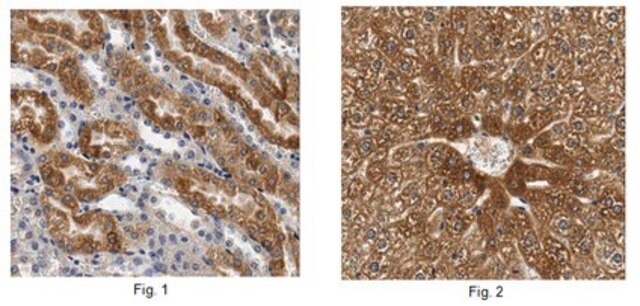 Anti-FFAR2-Antikörper/GPR43 from rabbit, purified by affinity chromatography