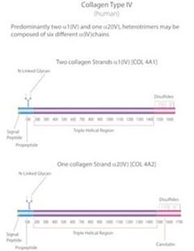 Colágeno from human placenta Bornstein and Traub Type IV, solution, suitable for cell culture, High Performance