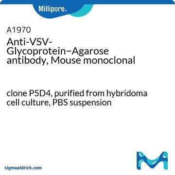 Anti-VSV-Glycoprotein&#8722;Agarose antibody, Mouse monoclonal clone P5D4, purified from hybridoma cell culture, PBS suspension