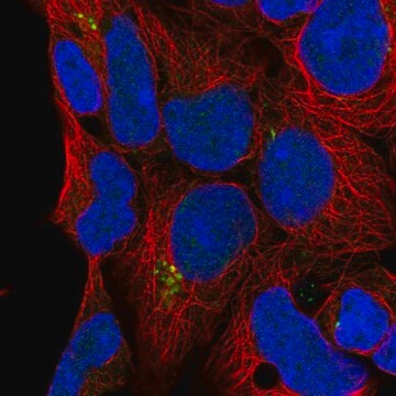 Anti-C9orf85 antibody produced in rabbit Prestige Antibodies&#174; Powered by Atlas Antibodies, affinity isolated antibody