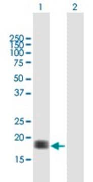 Anti-CALM3 antibody produced in mouse purified immunoglobulin, buffered aqueous solution