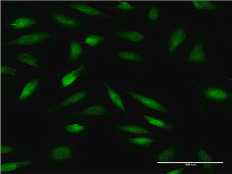 ANTI-ZNF274 antibody produced in mouse clone 2F5, purified immunoglobulin, buffered aqueous solution