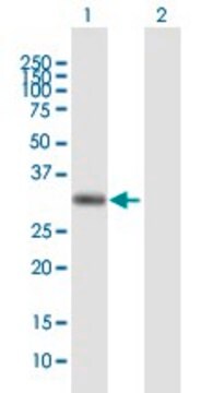 Anti-AZGP1, (C-terminal) antibody produced in mouse purified immunoglobulin, buffered aqueous solution