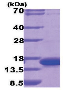 Galektyna-9 recombinant, expressed in E. coli, &#8805;90% (SDS-PAGE)