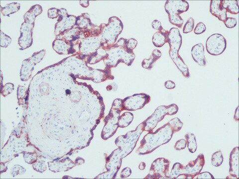  clone PCK-26, purified from hybridoma cell culture