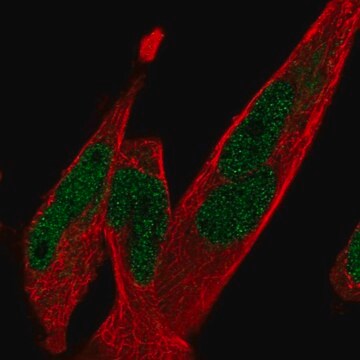 Anti-TCF7L1 antibody produced in rabbit Prestige Antibodies&#174; Powered by Atlas Antibodies, affinity isolated antibody