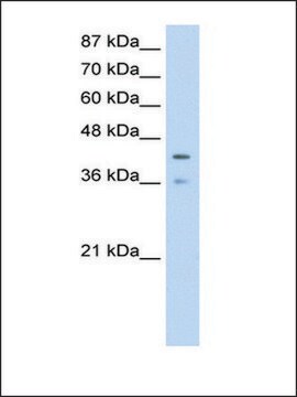 Anti-PCBP4 (AB2) antibody produced in rabbit IgG fraction of antiserum