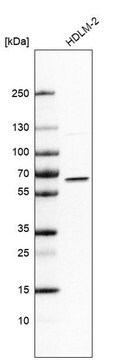 Anti-IRF5 antibody produced in rabbit Prestige Antibodies&#174; Powered by Atlas Antibodies, affinity isolated antibody, buffered aqueous glycerol solution