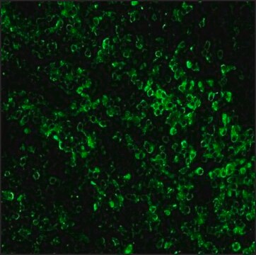 抗ウサギIgG (全分子)–ビオチン ヤギ宿主抗体 affinity isolated antibody, buffered aqueous solution