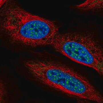 抗CBFA2T2抗体 ウサギ宿主抗体 Prestige Antibodies&#174; Powered by Atlas Antibodies, affinity isolated antibody