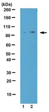 Przeciwciało anty-fosfo-TBK1 (Ser172) from rabbit, purified by affinity chromatography