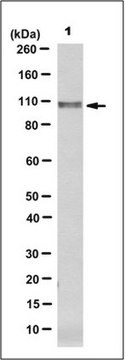 Anti-PACS2 Antibody, clone 9F12.2 clone 9F12.2, from mouse