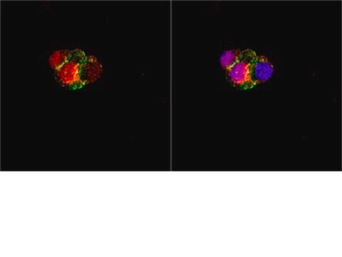 Anti-Olig3 Antibody Chemicon&#174;, from rabbit